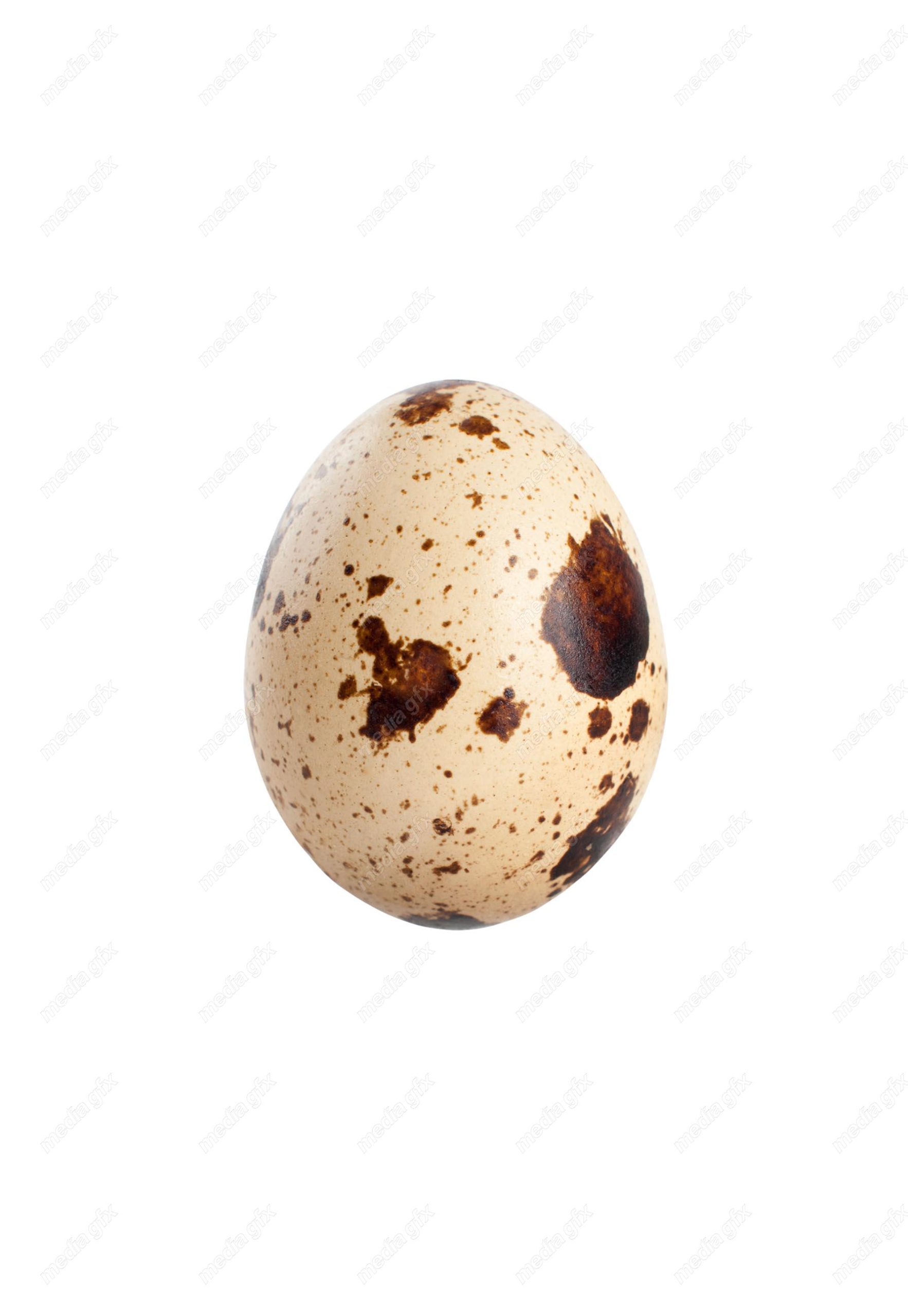 عکس با کیفیت تخم بلدرچین پس زمینه سفید MJ004411