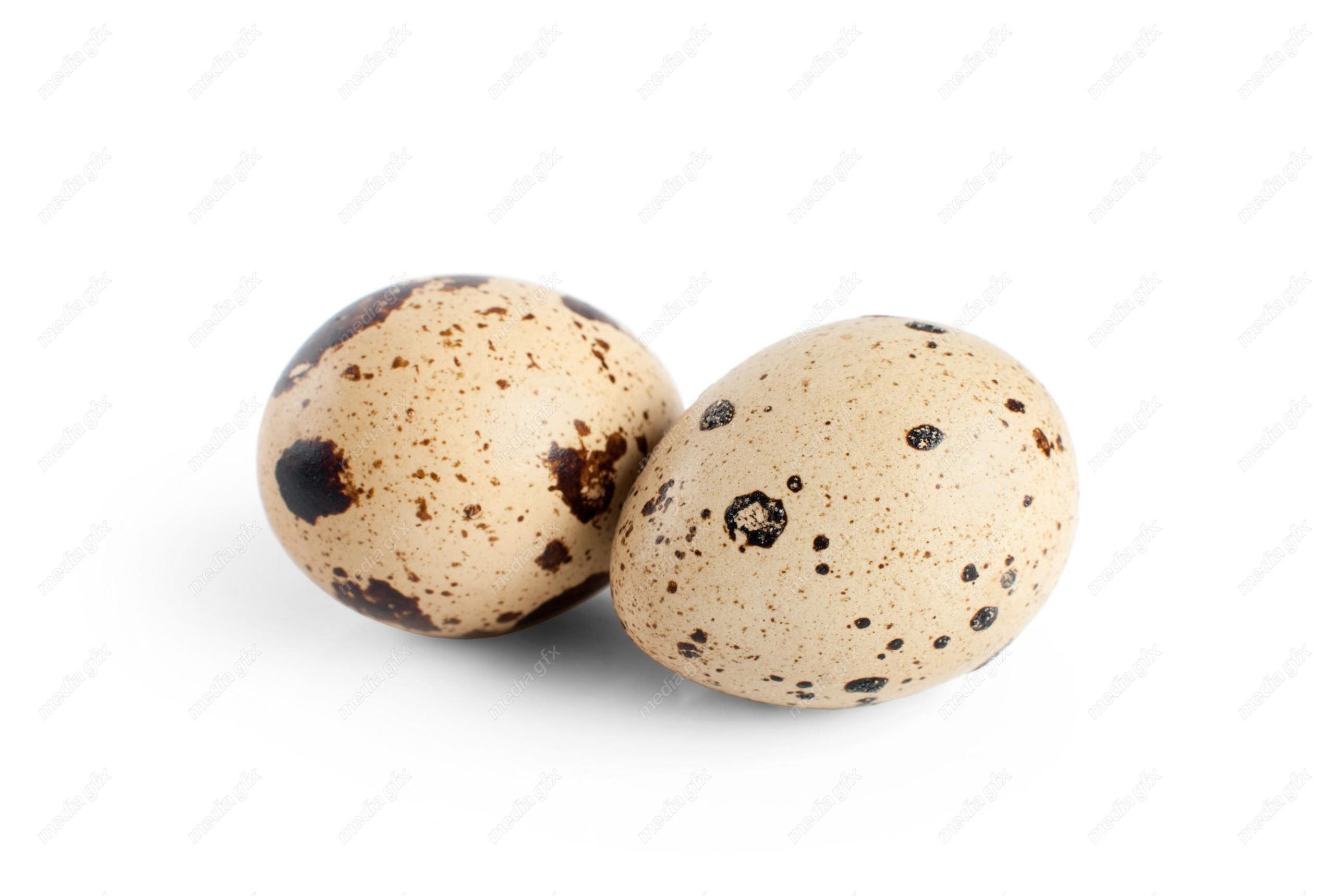 عکس با کیفیت تخم بلدرچین پس زمینه سفید MJ004412