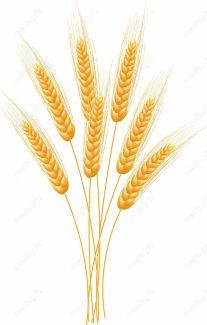 وکتور خوشه گندم  MV002970
