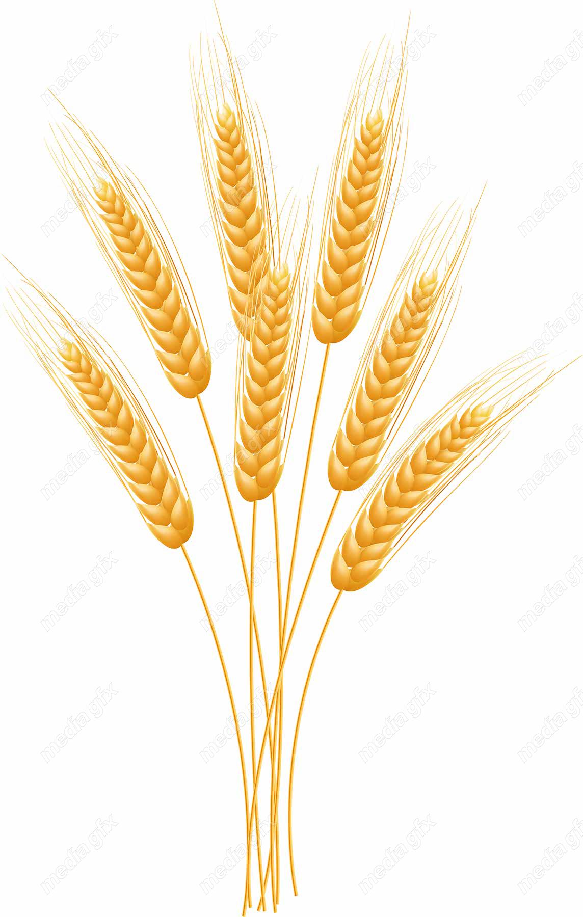 وکتور خوشه گندم  MV002970