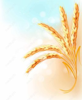 وکتور خوشه گندم  MV002971