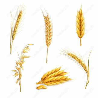وکتور خوشه گندم  MV002972