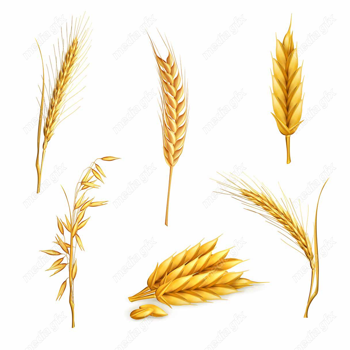 وکتور خوشه گندم  MV002972