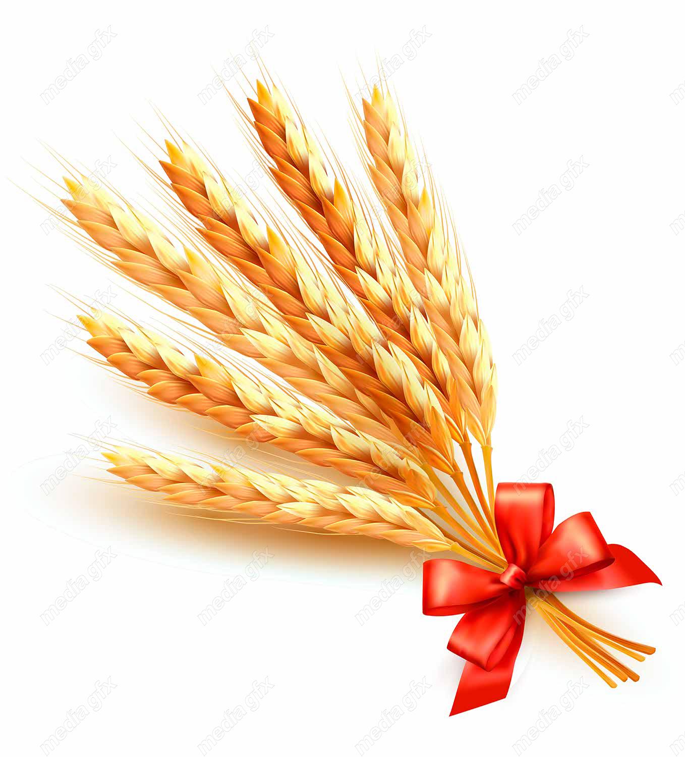 وکتور خوشه گندم  MV002973