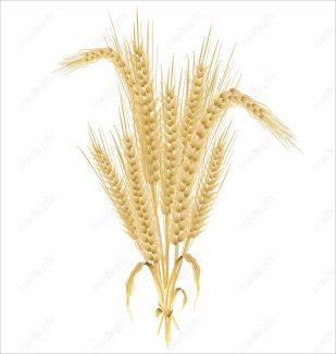 وکتور خوشه گندم  MV002977