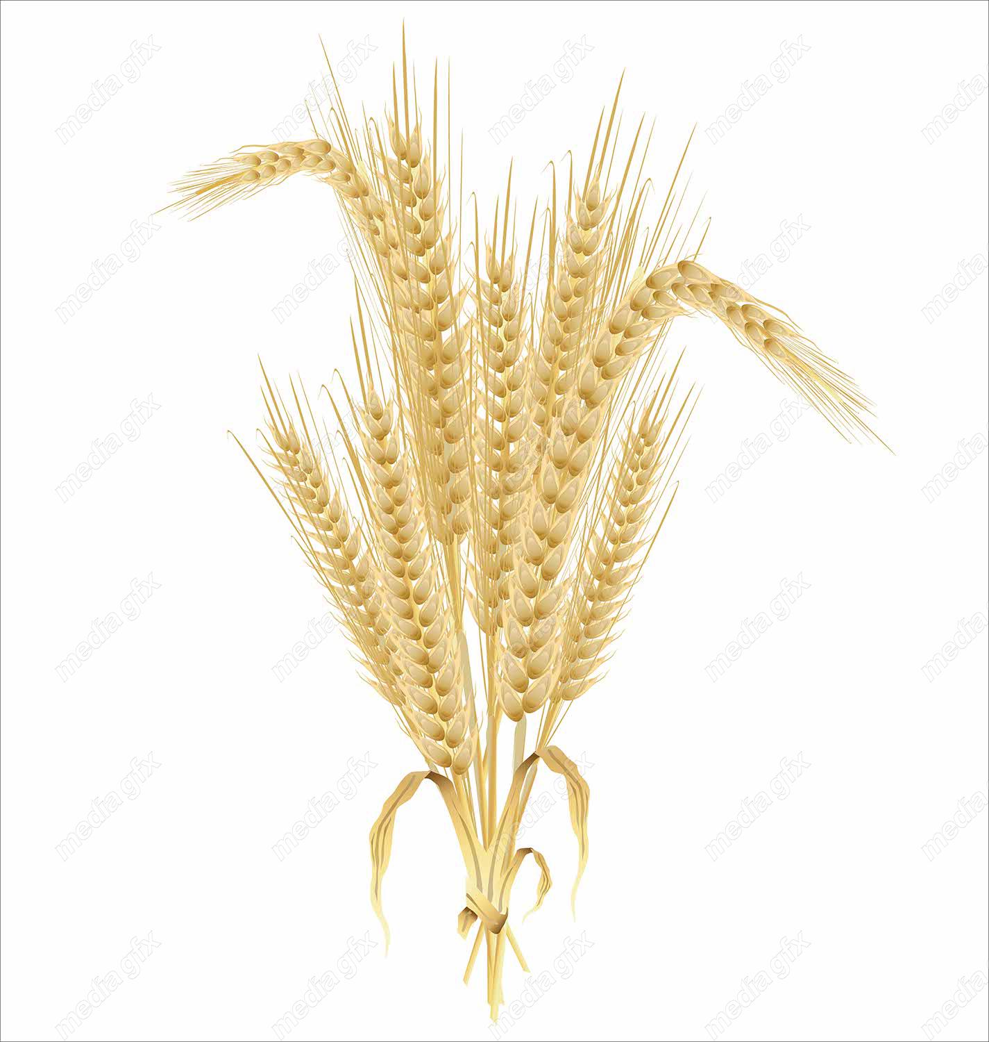 وکتور خوشه گندم  MV002977