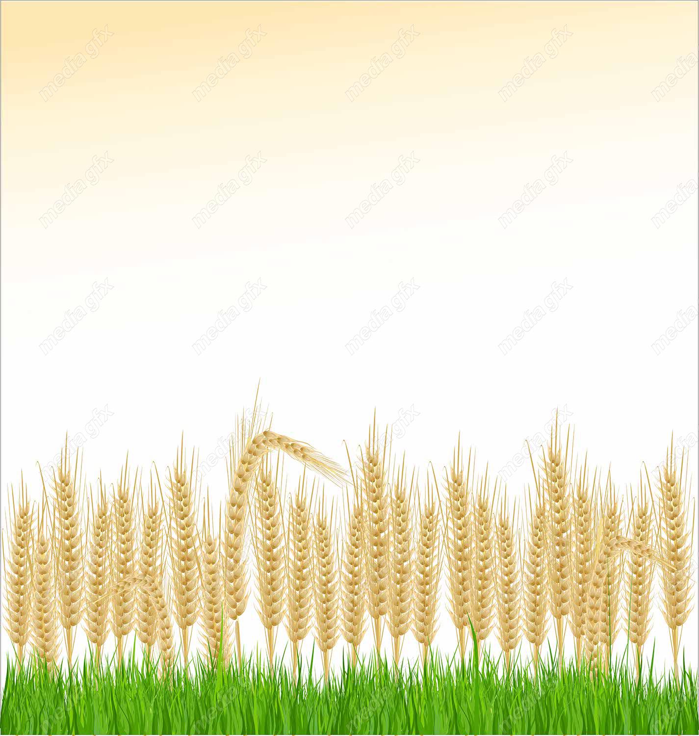 وکتور خوشه گندم  MV002978