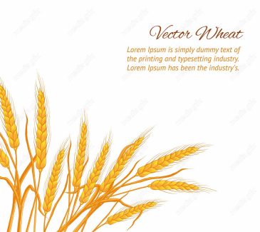 وکتور خوشه گندم  MV002985