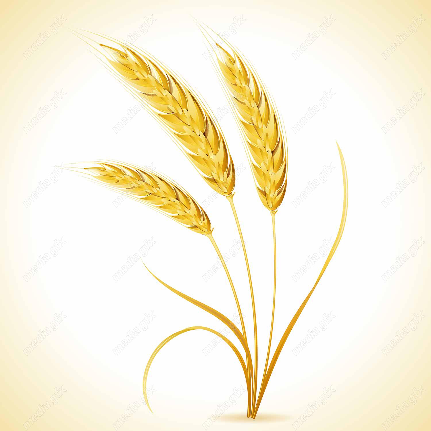 وکتور خوشه گندم  MV002990