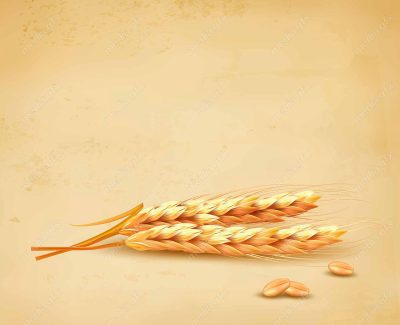 وکتور خوشه گندم  MV002991