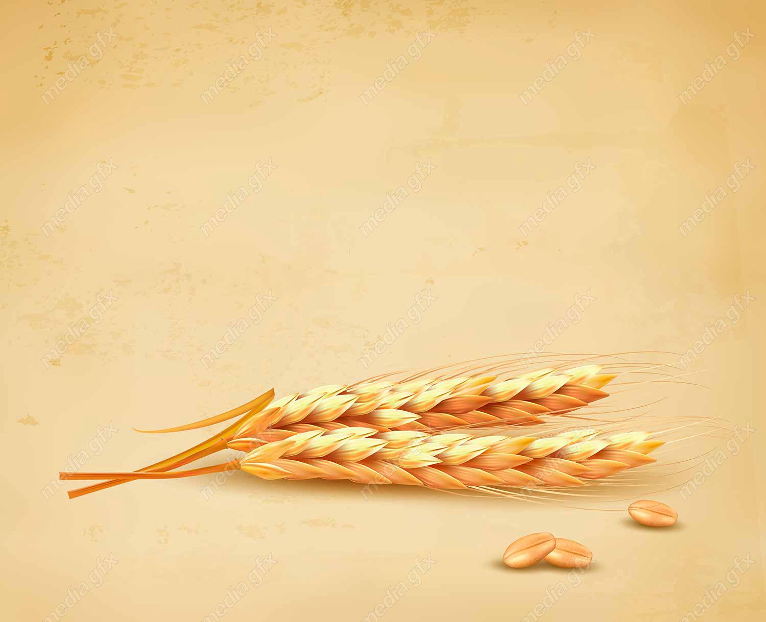 وکتور خوشه گندم  MV002991