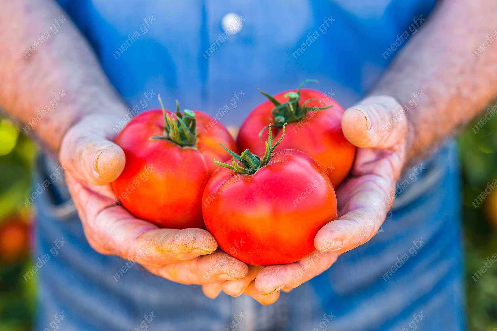 عکس با کیفیت گوجه فرنگی MJ005340