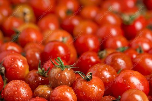 عکس با کیفیت گوجه فرنگی MJ005342