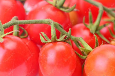 عکس با کیفیت گوجه فرنگی MJ005344