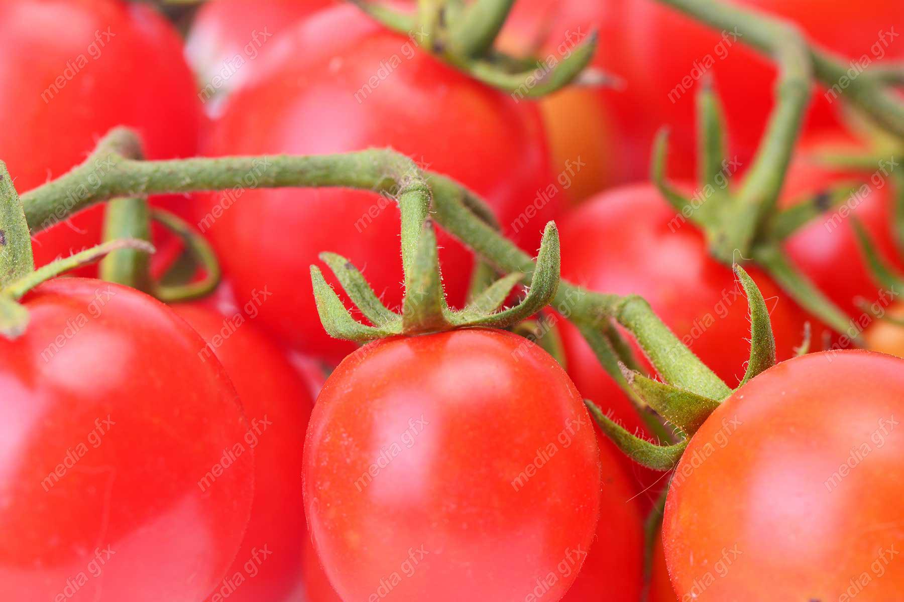 عکس با کیفیت گوجه فرنگی MJ005344