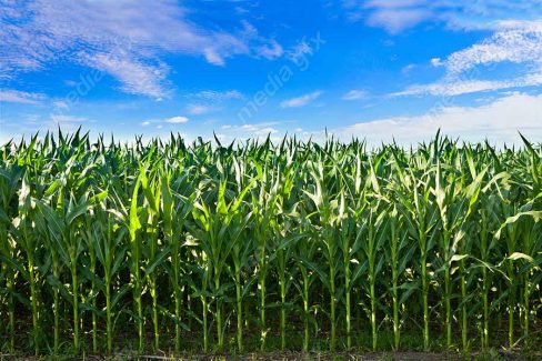 دانلود رایگان عکس با کیفیت زمین کشاورزی ذرت MJ005634