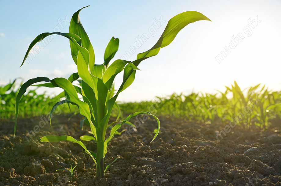 دانلود رایگان عکس با کیفیت زمین کشاورزی ذرت MJ005636