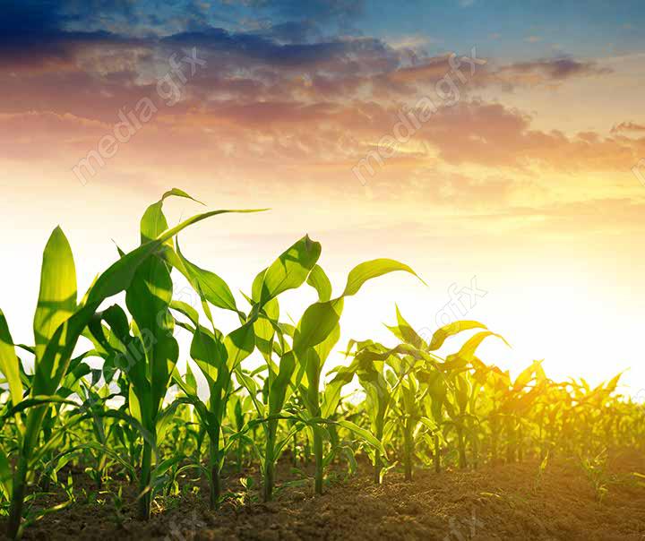 دانلود رایگان عکس با کیفیت زمین کشاورزی ذرت MJ005637
