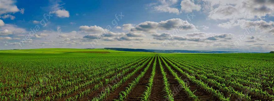 دانلود رایگان عکس با کیفیت زمین کشاورزی ذرت MJ005638