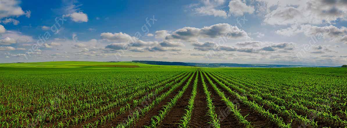 دانلود رایگان عکس با کیفیت زمین کشاورزی ذرت MJ005638