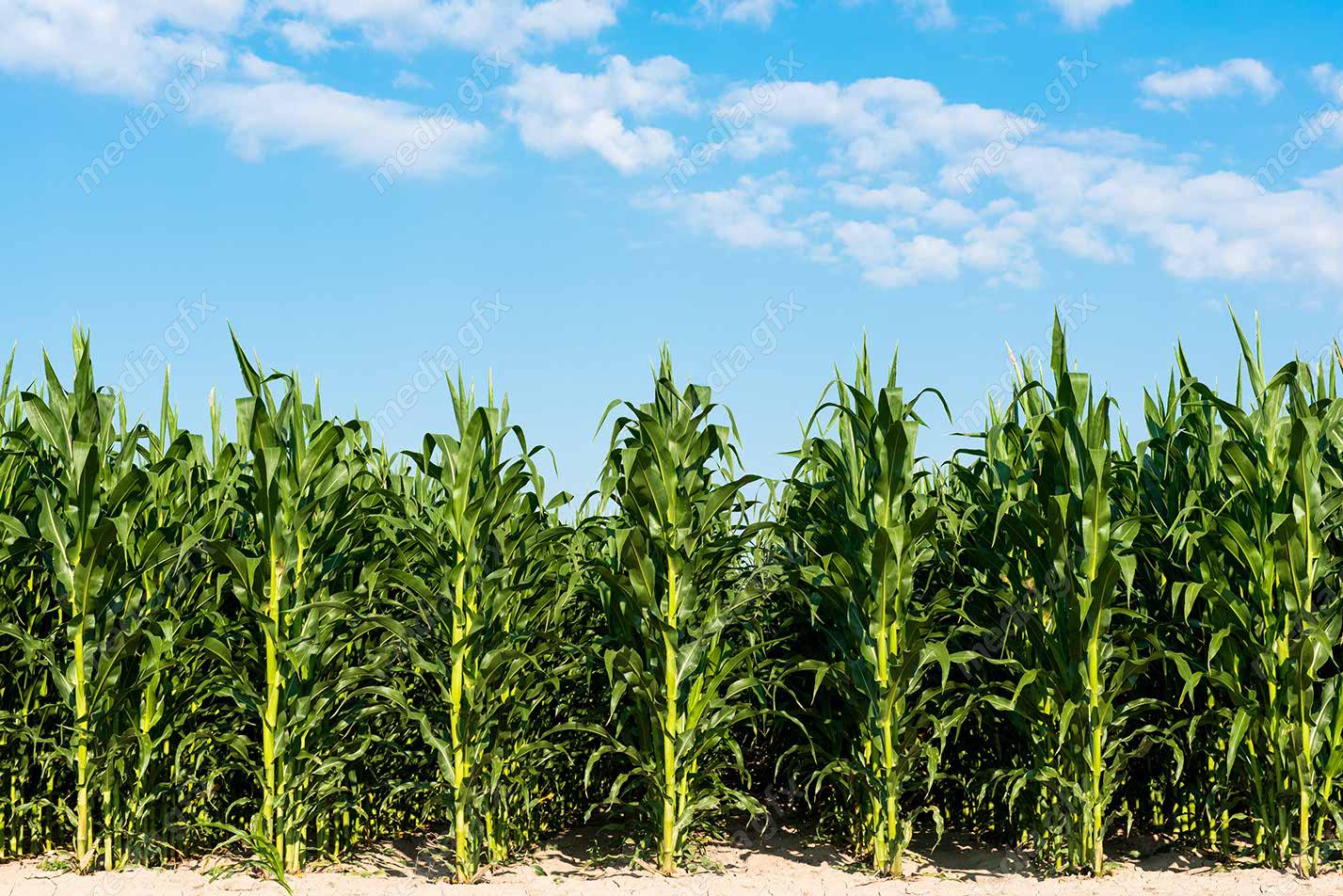 دانلود رایگان عکس با کیفیت زمین کشاورزی ذرت MJ005639