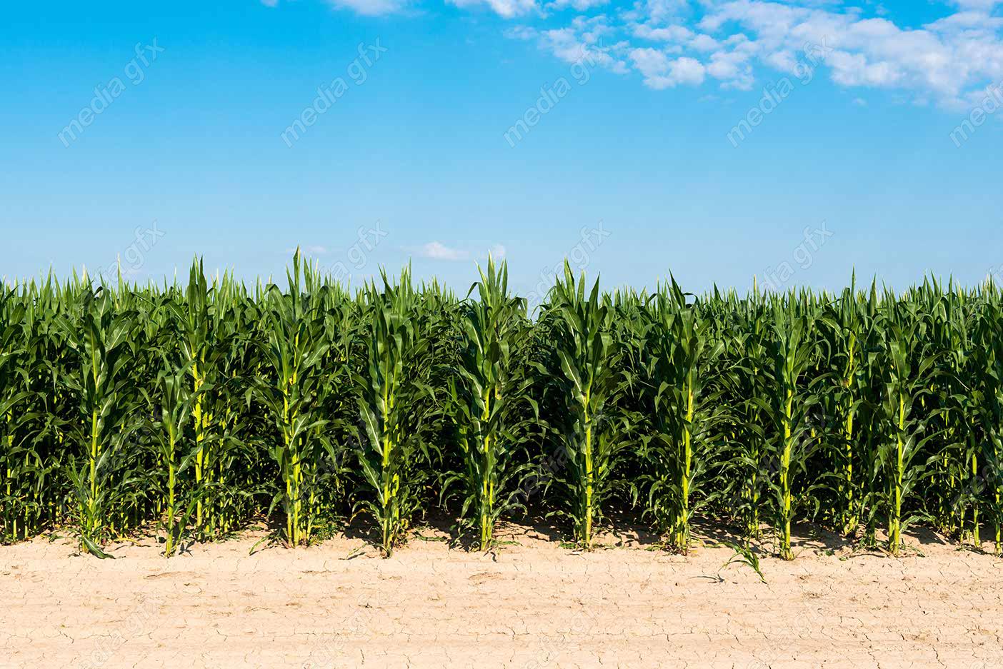 دانلود رایگان عکس با کیفیت زمین کشاورزی ذرت MJ005640