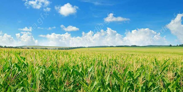 دانلود رایگان عکس با کیفیت زمین کشاورزی ذرت MJ005641