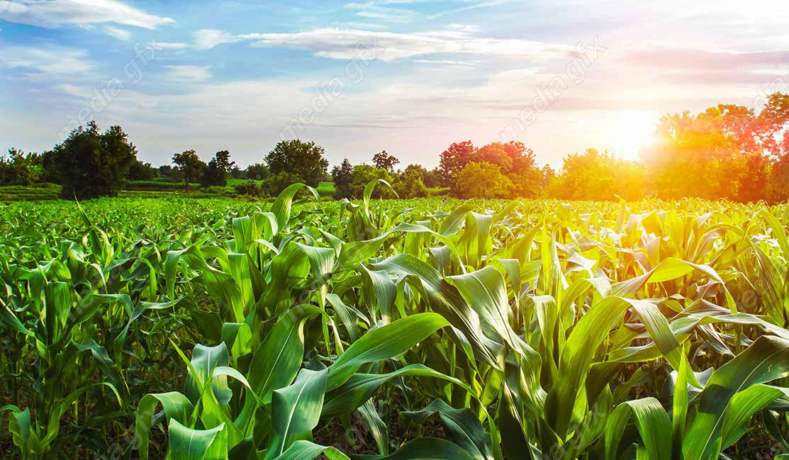 دانلود رایگان عکس با کیفیت زمین کشاورزی ذرت MJ005642