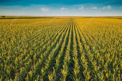 دانلود رایگان عکس با کیفیت زمین کشاورزی ذرت MJ005643