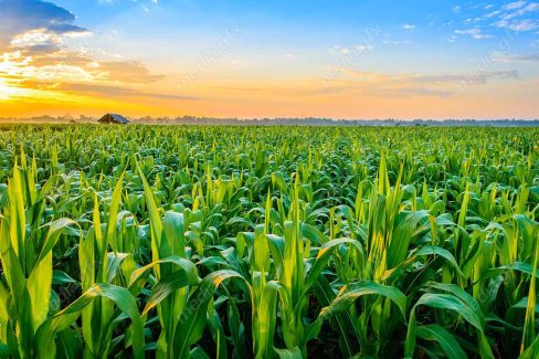 دانلود رایگان عکس با کیفیت زمین کشاورزی ذرت MJ005645