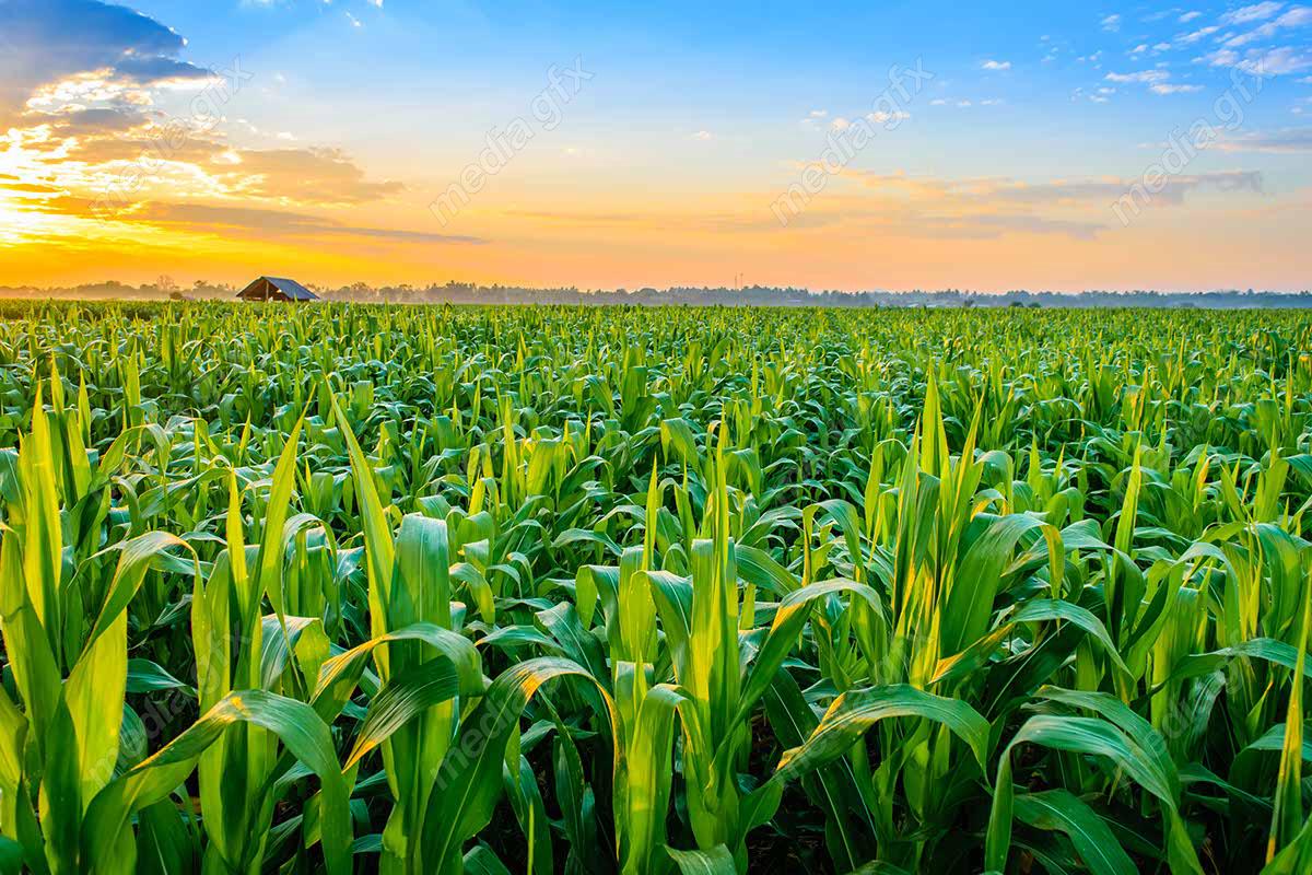 دانلود رایگان عکس با کیفیت زمین کشاورزی ذرت MJ005645