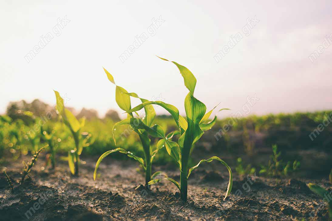 دانلود رایگان عکس با کیفیت زمین کشاورزی ذرت MJ005646