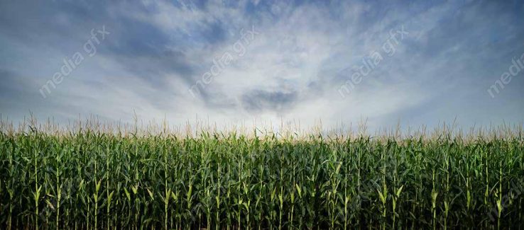 دانلود رایگان عکس با کیفیت زمین کشاورزی ذرت MJ005648