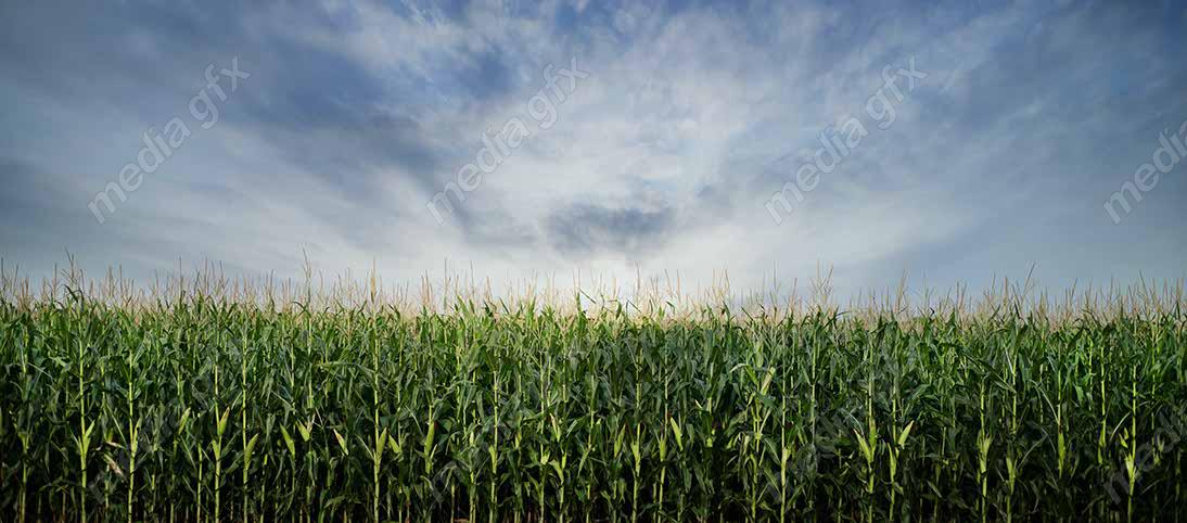 دانلود رایگان عکس با کیفیت زمین کشاورزی ذرت MJ005648