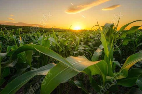 دانلود رایگان عکس با کیفیت زمین کشاورزی ذرت MJ005649