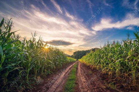 دانلود رایگان عکس با کیفیت زمین کشاورزی ذرت MJ005651