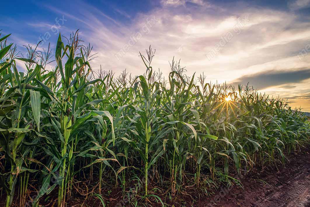 دانلود رایگان عکس با کیفیت زمین کشاورزی ذرت MJ005652
