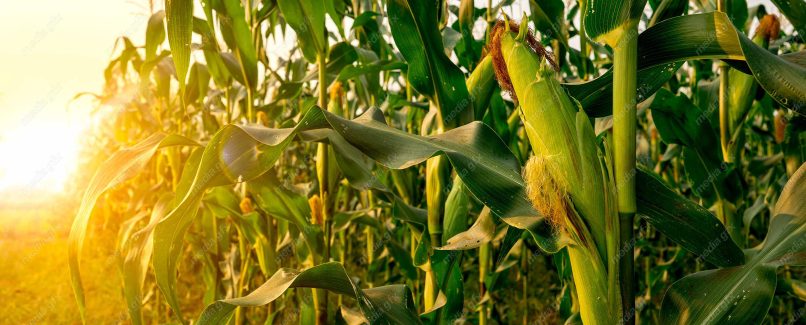 دانلود رایگان عکس با کیفیت زمین کشاورزی ذرت MJ005653