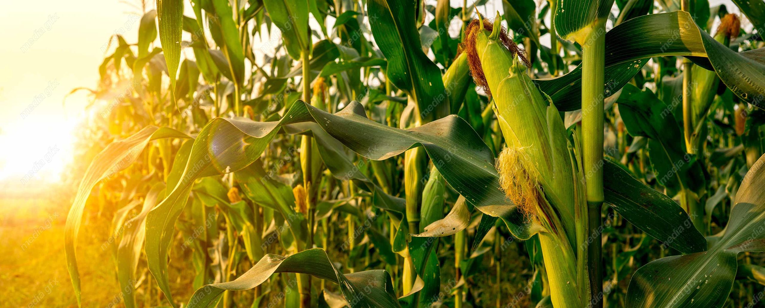 دانلود رایگان عکس با کیفیت زمین کشاورزی ذرت MJ005653