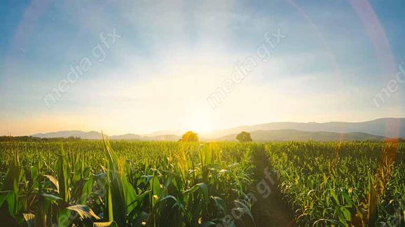 دانلود رایگان عکس با کیفیت زمین کشاورزی ذرت MJ005658