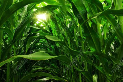 دانلود رایگان عکس با کیفیت زمین کشاورزی ذرت MJ005662