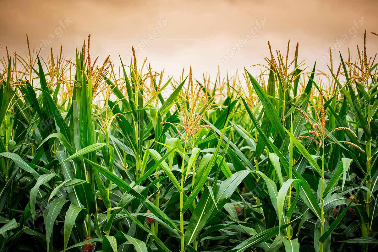 دانلود رایگان عکس با کیفیت زمین کشاورزی ذرت MJ005663