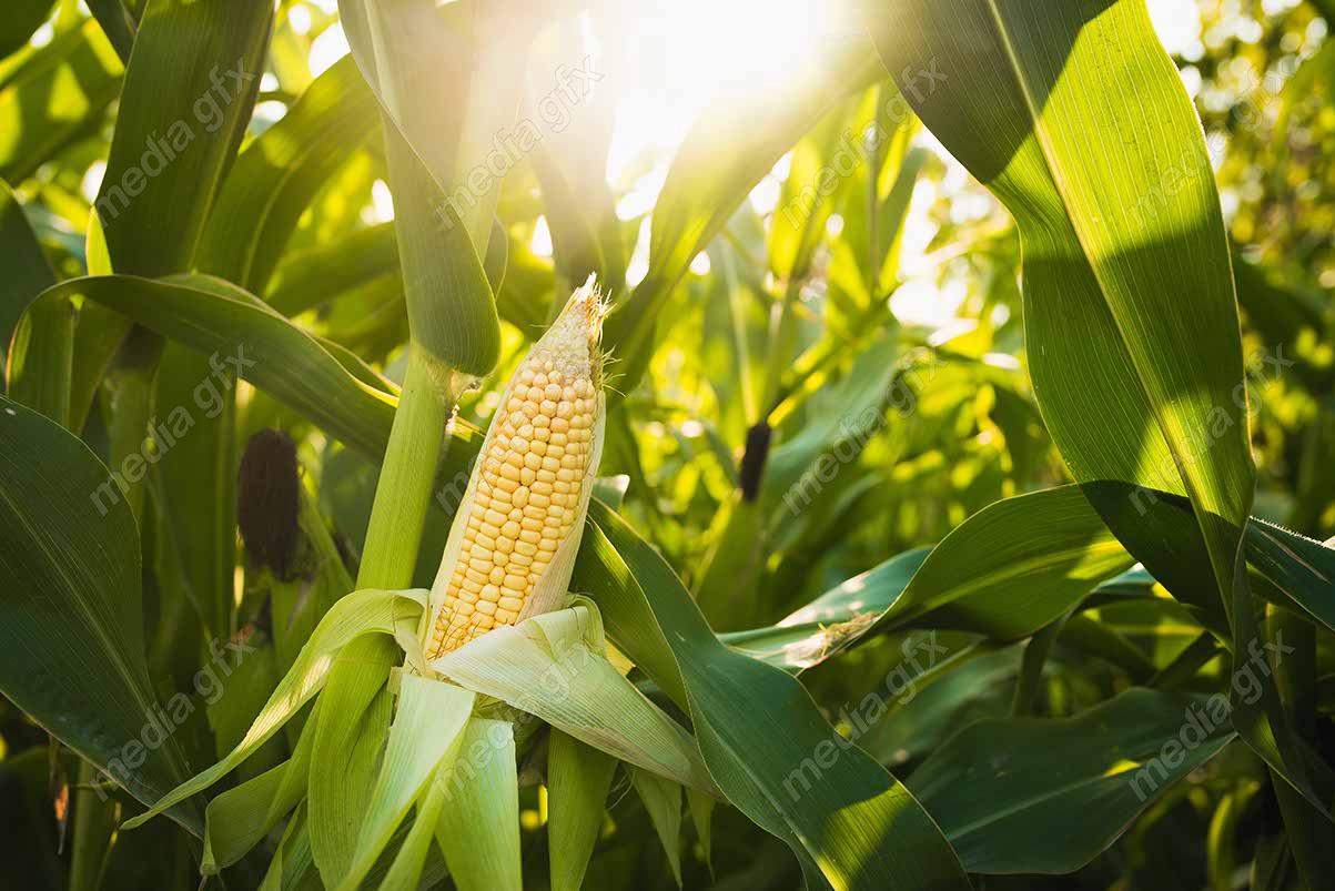 عکس با کیفیت مزرعه ذرت MJ005664