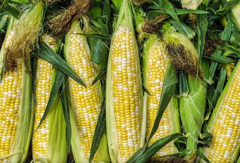 عکس با کیفیت مزرعه ذرت MJ005666