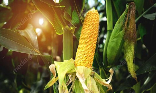 عکس با کیفیت مزرعه ذرت MJ005670