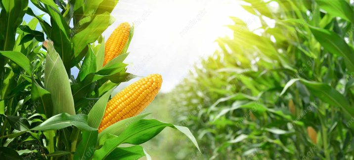 عکس با کیفیت مزرعه ذرت MJ005673