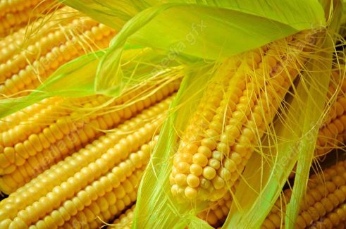 عکس با کیفیت ذرت MJ005681