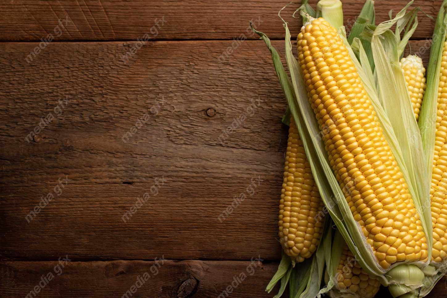 عکس با کیفیت ذرت MJ005683