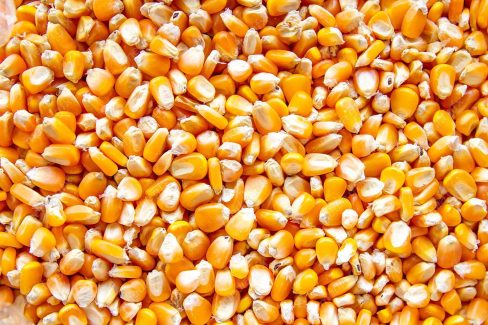 عکس با کیفیت ذرت MJ005686