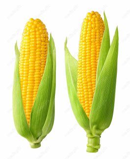 عکس با کیفیت ذرت پس زمینه سفید MJ005692